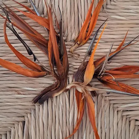 Casa De Flores - Boutique Lanzarote 4*