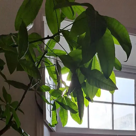 酒店 Casa De Flores - Boutique Lanzarote 4*