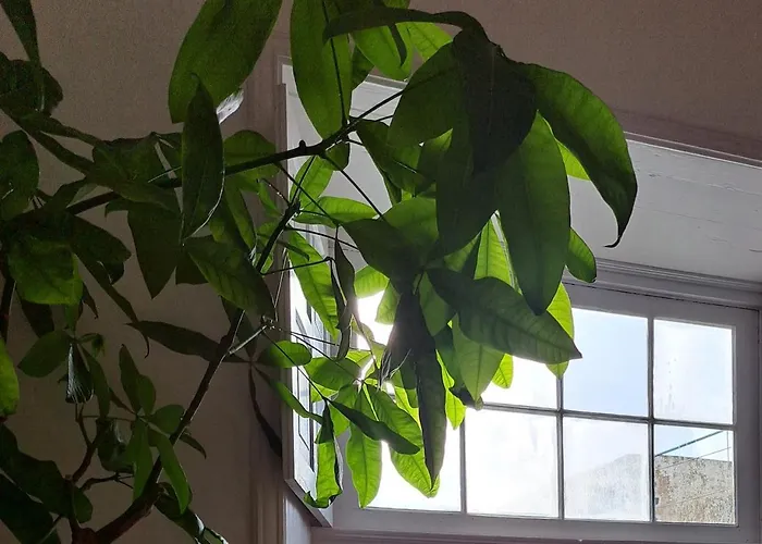 酒店 Casa De Flores - Boutique Lanzarote 4*