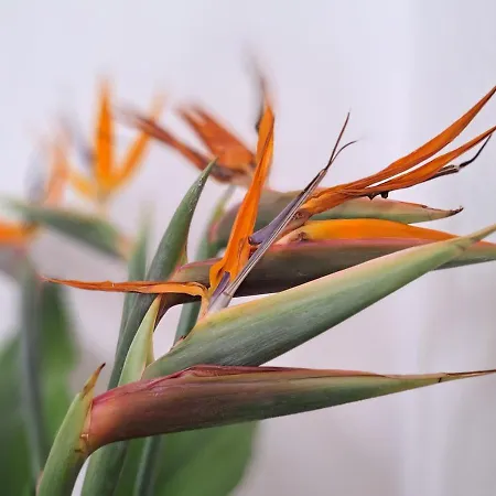 Casa De Flores - Boutique Lanzarote 호텔 테기세