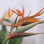 Casa De Flores - Boutique Lanzarote Hotell Teguise (Lanzarote)